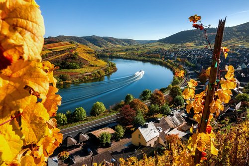 Herbstliche Weinberge und Fluss im Moseltal bei blauem Himmel, mit sanften Hügeln und einem klaren Himmel im Hintergrund.